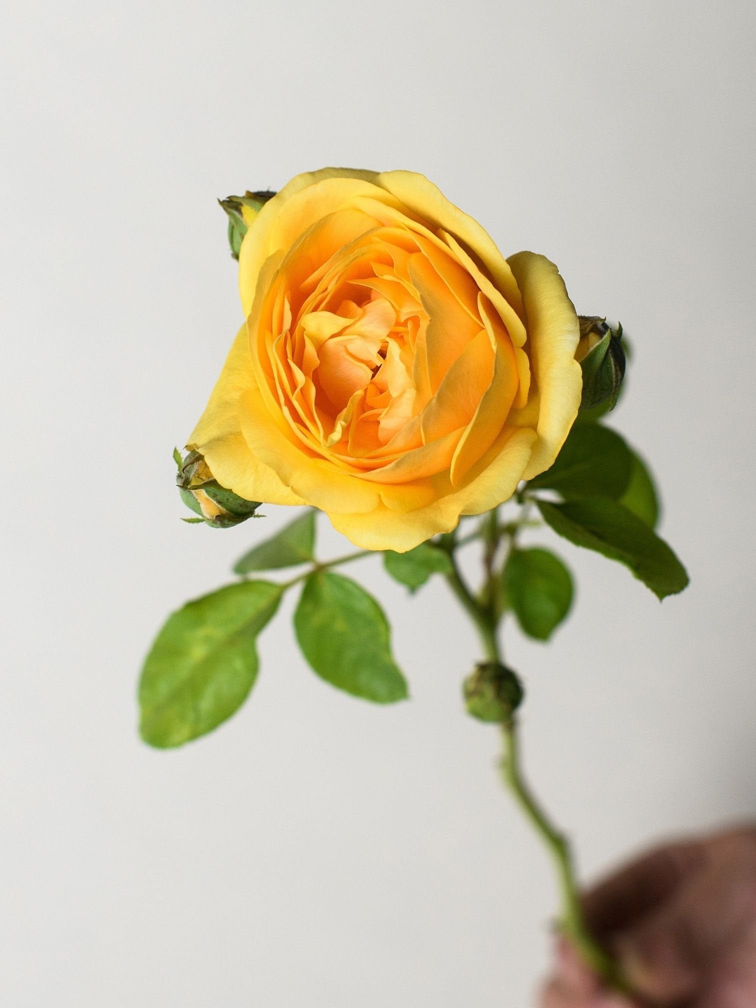 *Graham Thomas® Rose Bare Root - Menagerie Farm & Flower