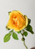 Graham Thomas® Rose Bare Root - Menagerie Farm & Flower