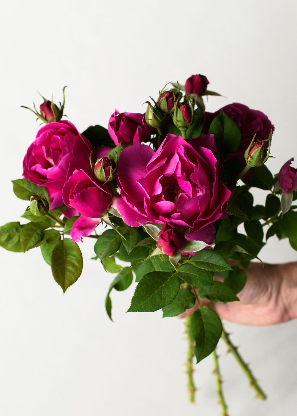 Grande Dame™ Rose Bare Root - Menagerie Farm &amp; Flower