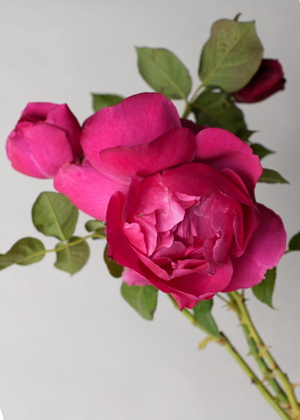 Grande Dame™ Rose Bare Root - Menagerie Farm & Flower