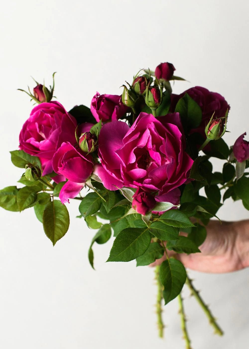 Grande Dame™ Rose Potted - Menagerie Farm & Flower