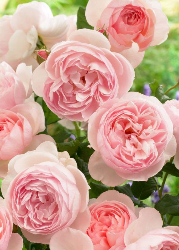 Heritabe Roses Heritage David Austin Bare Root Rose - Menagerie Farm & Flower