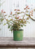 Heritage Rose Potted (Archived) - Menagerie Farm & Flower