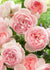 Heritage Rose Potted (Archived) - Menagerie Farm & Flower