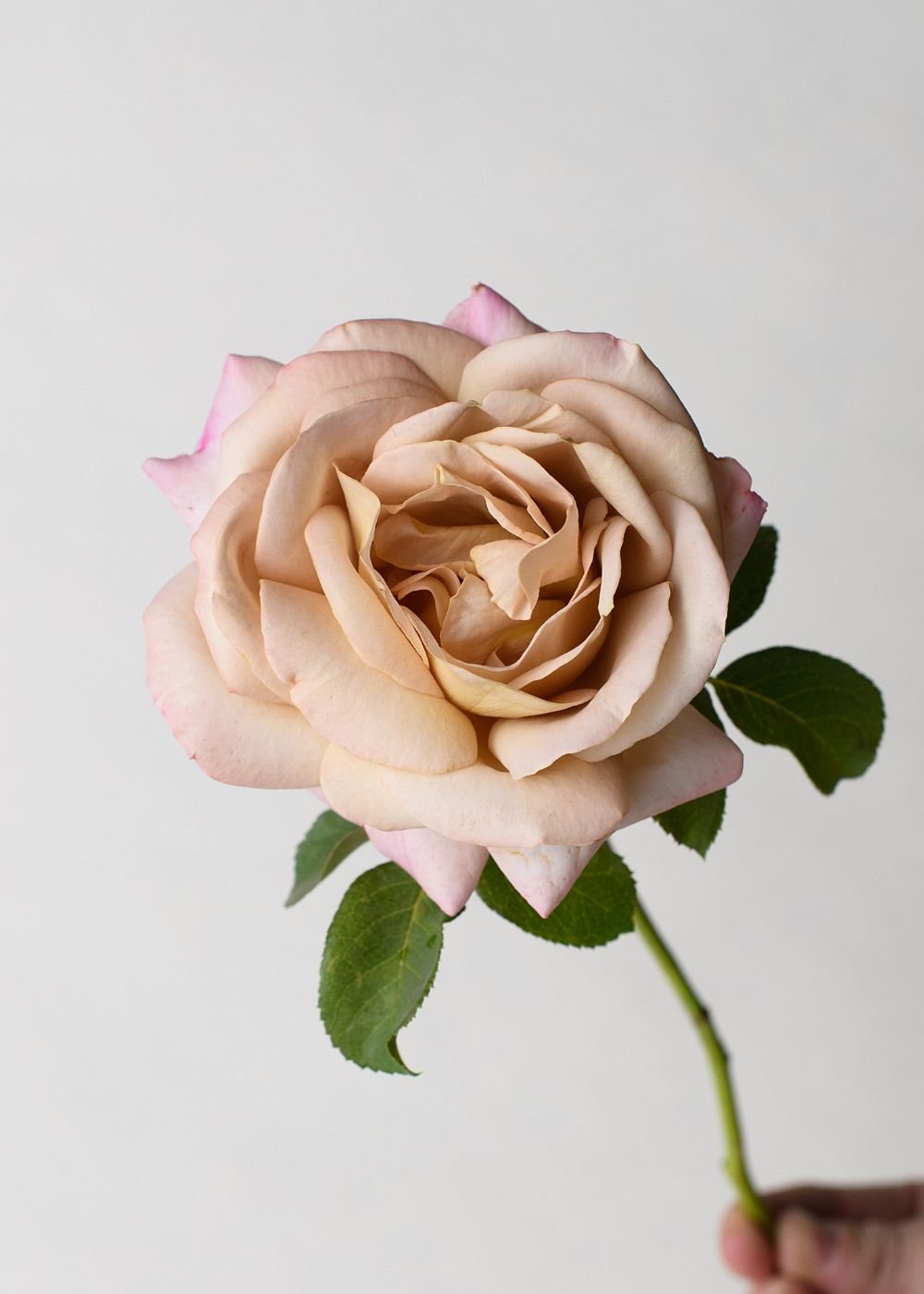 Honey Dijon™ Rose Bare Root - Menagerie Farm & Flower