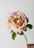 Honey Dijon™ Rose Potted - Menagerie Farm & Flower