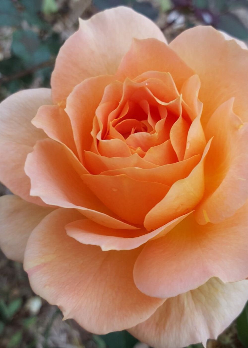 honey perfume rose seeds Honey Perfume™ Bare Root Rose