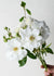 Iceberg Rose Potted - Menagerie Farm & Flower
