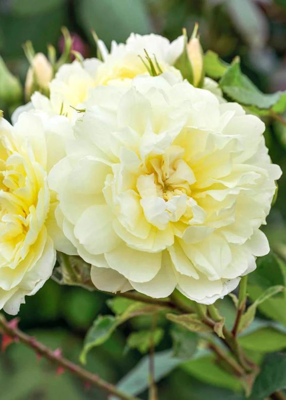 Imogen Rose Bare Root (Archived) - Menagerie Farm & Flower