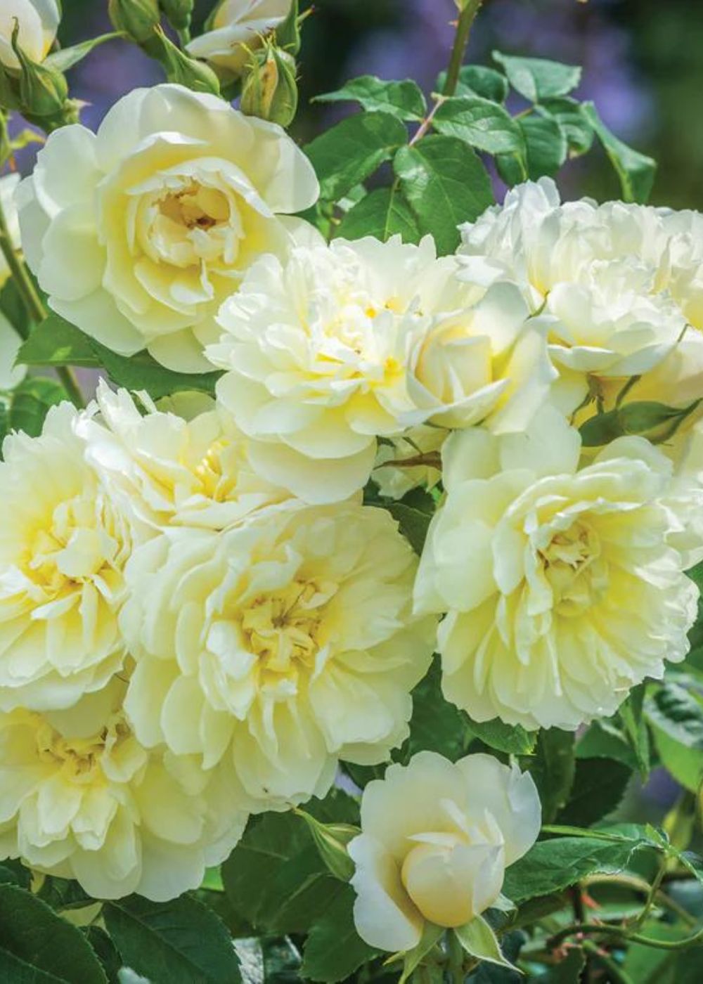 potted yellow rose plants Imogen | David Austin Roses | English Shrub Rose