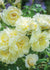Imogen Rose Potted - Menagerie Farm & Flower