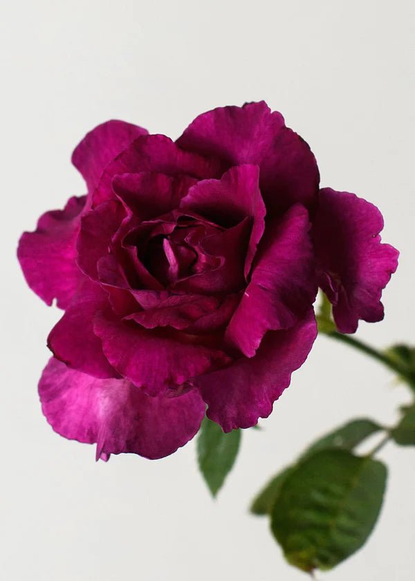 Intrigue Rose Potted (Archived) - Menagerie Farm &amp; Flower