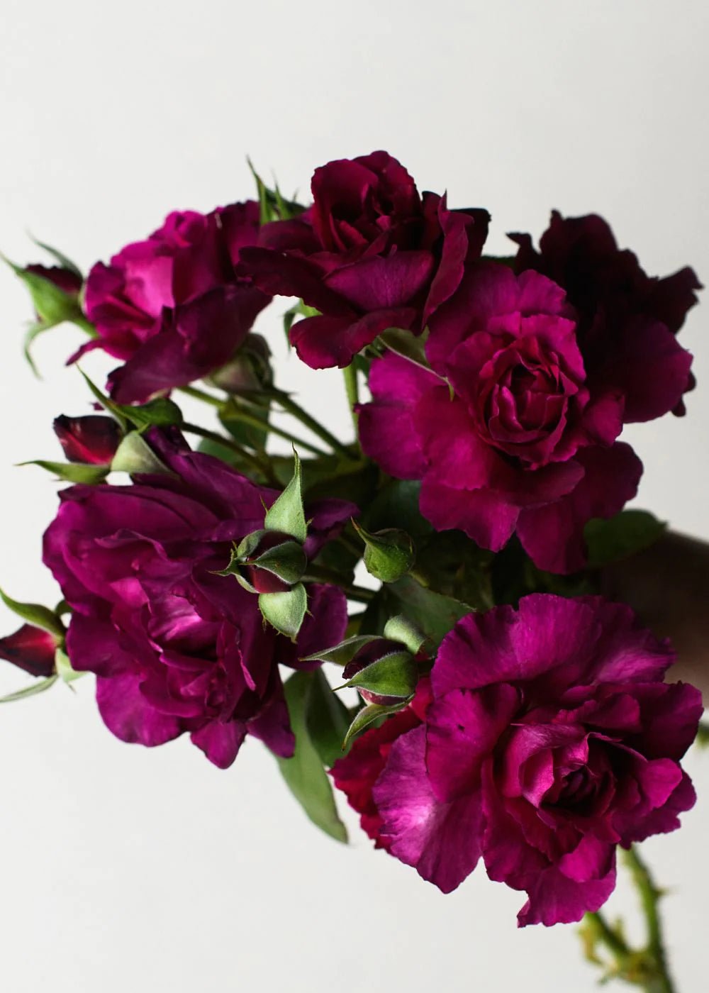 Intrigue Rose Potted (Archived) - Menagerie Farm & Flower