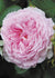 James Galway® Climbing Rose Potted - Menagerie Farm & Flower