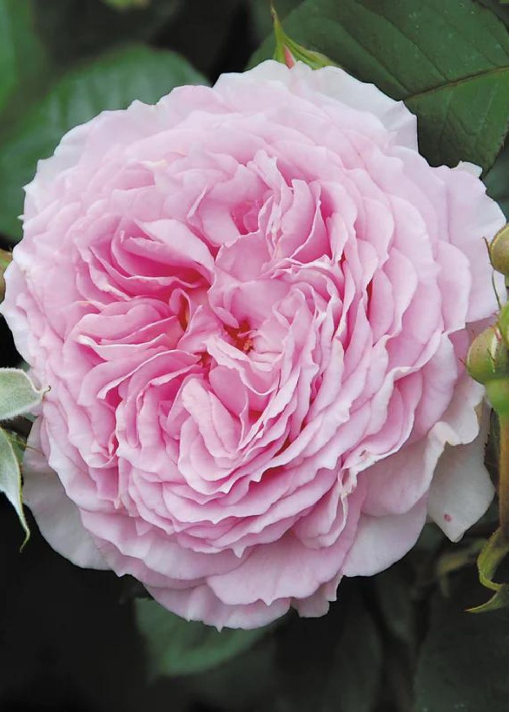 James Galway® Rose Bare Root - Menagerie Farm &amp; Flower