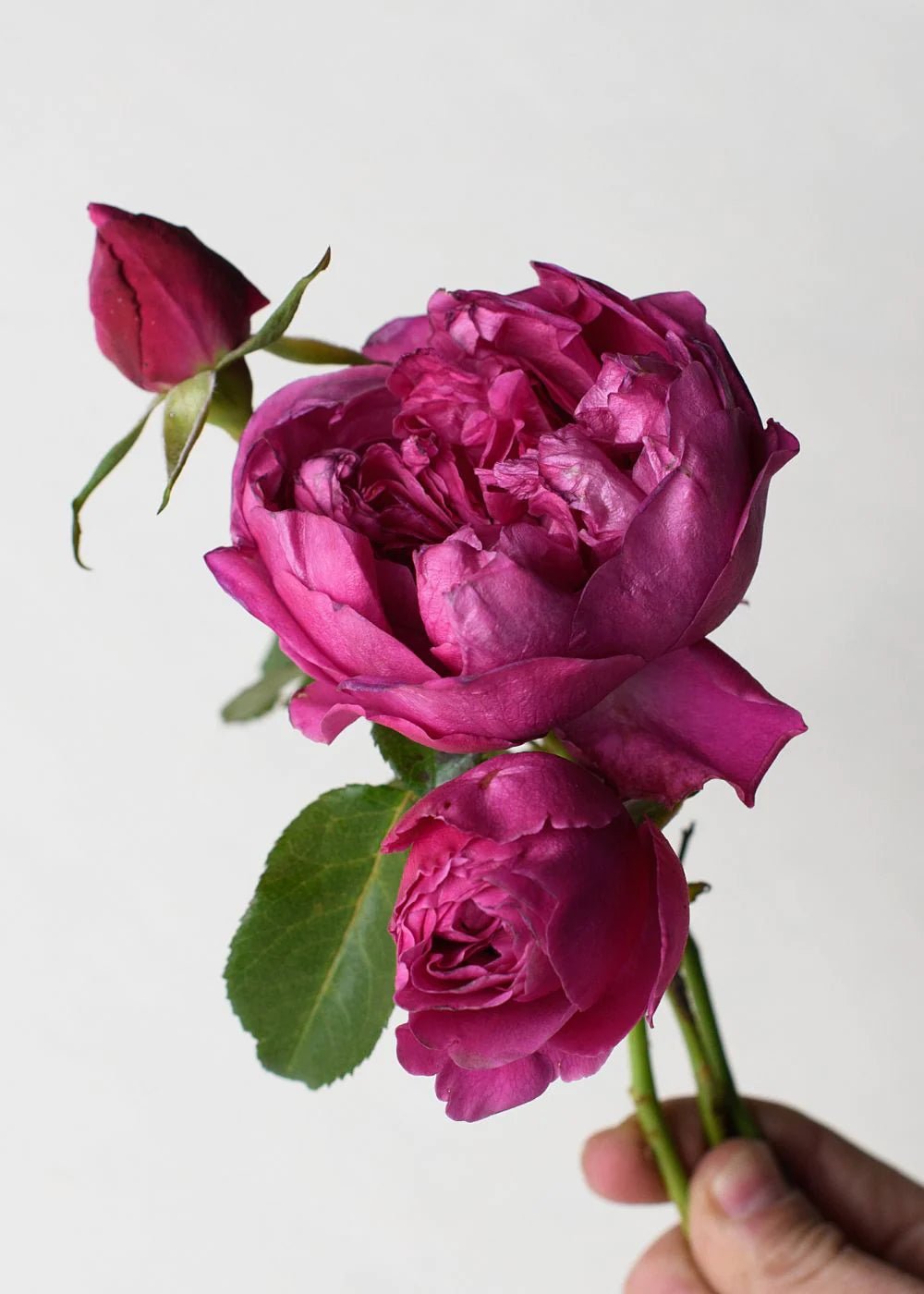 Deep Cerise Roses in Basket