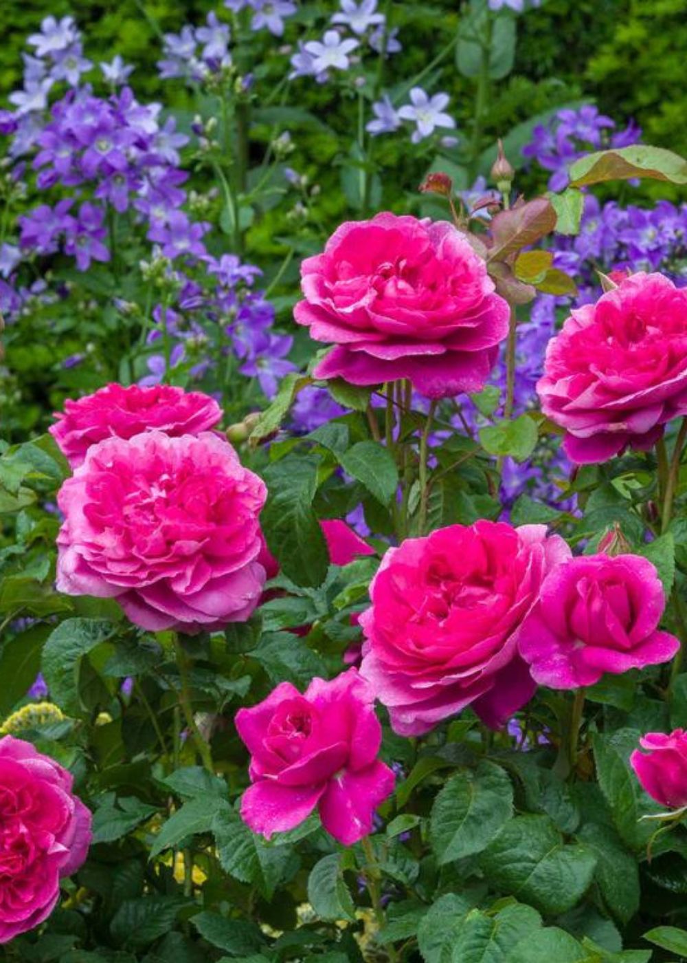 Menagerie Farm & Flower | Garden Rose Nursery & Flower Farm
