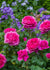 James L. Austin Rose Potted - Menagerie Farm & Flower