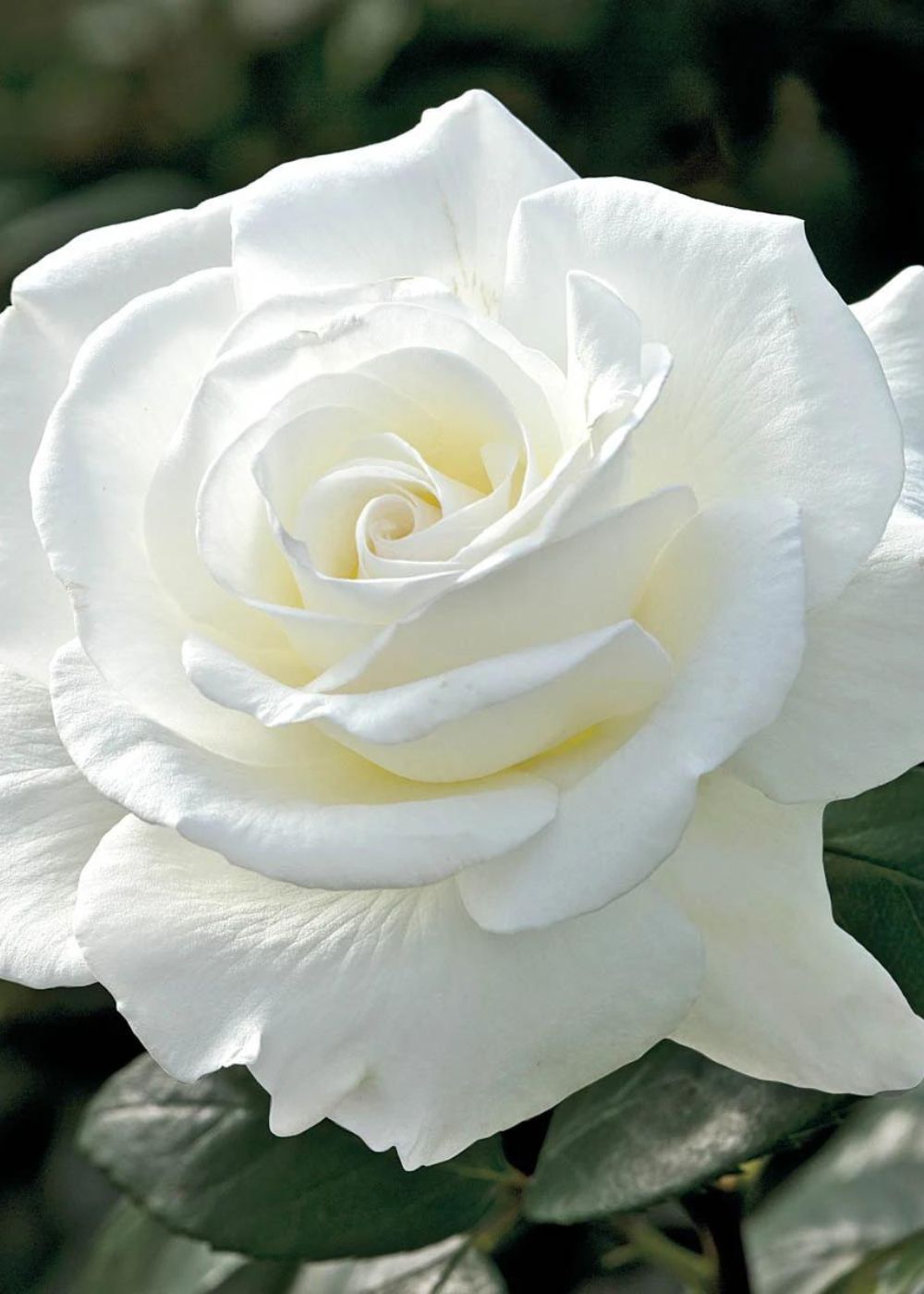 John F. Kennedy Rose Bare Root (Archived) - Menagerie Farm & Flower