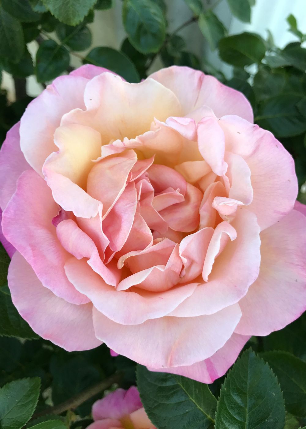 Joseph&#39;s Coat Rose Bare Root - Menagerie Farm &amp; Flower