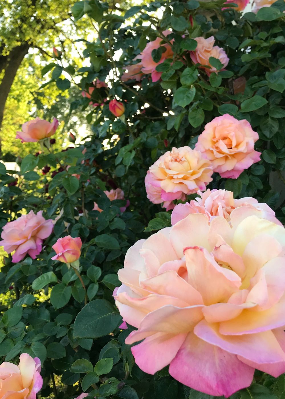 Joseph's Coat Rose Bare Root - Menagerie Farm & Flower