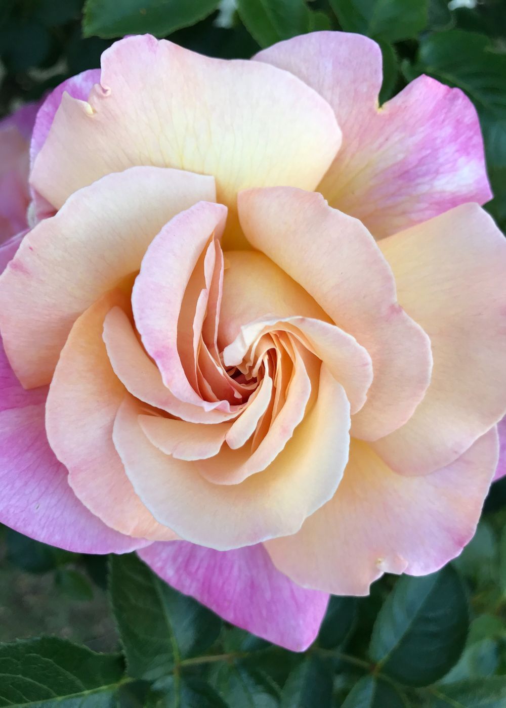 Joseph's Coat Rose Bare Root - Menagerie Farm & Flower