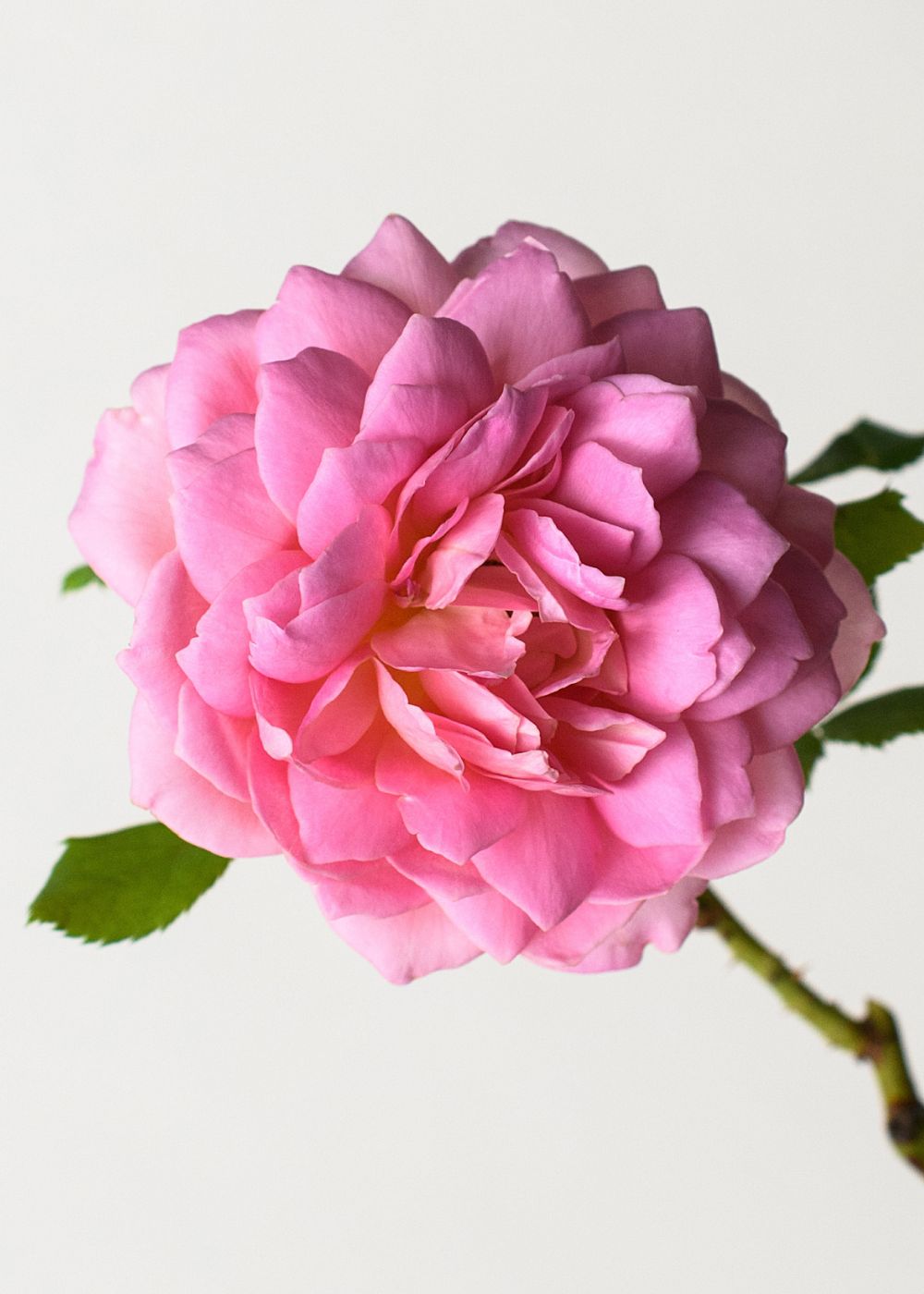 Jubilee Celebration Rose Bare Root (Archived) - Menagerie Farm & Flower