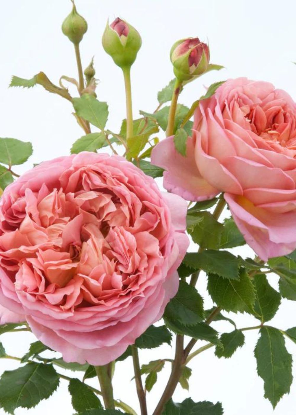 Jubilee Celebration Rose Bare Root (Archived) - Menagerie Farm &amp; Flower