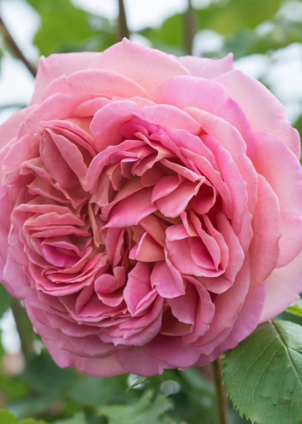 Jubilee Celebration Rose Potted (Archived) - Menagerie Farm &amp; Flower