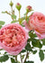 Jubilee Celebration Rose Potted (Archived) - Menagerie Farm & Flower