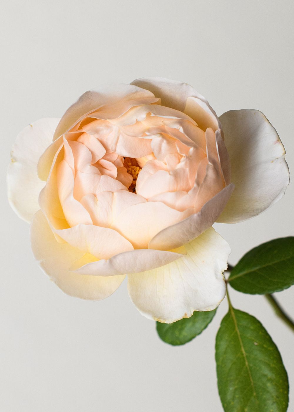 Jude The Obscure Rose Bare Root (Archived) - Menagerie Farm & Flower