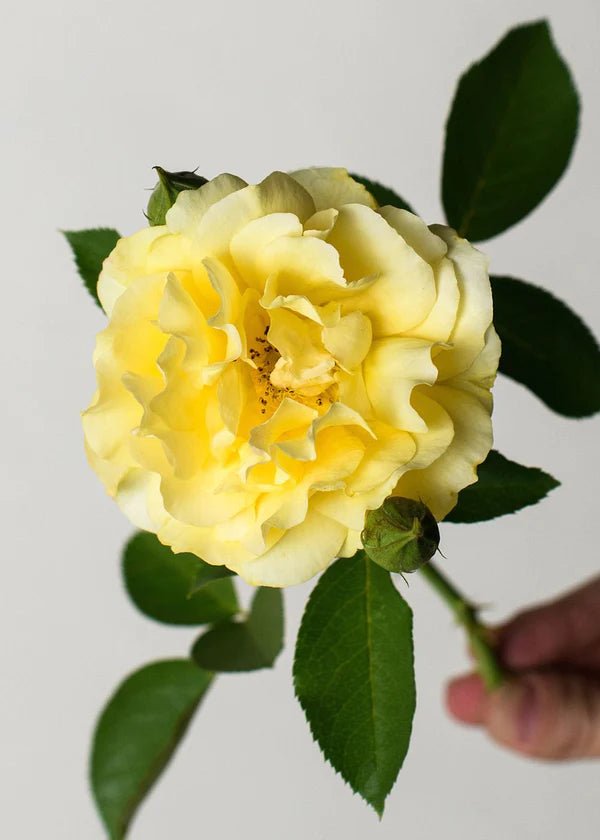 Julia Child™ Potted Tree Rose - Menagerie Farm &amp; Flower