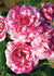 Julio Iglesias™ Rose Bare Root - Menagerie Farm & Flower