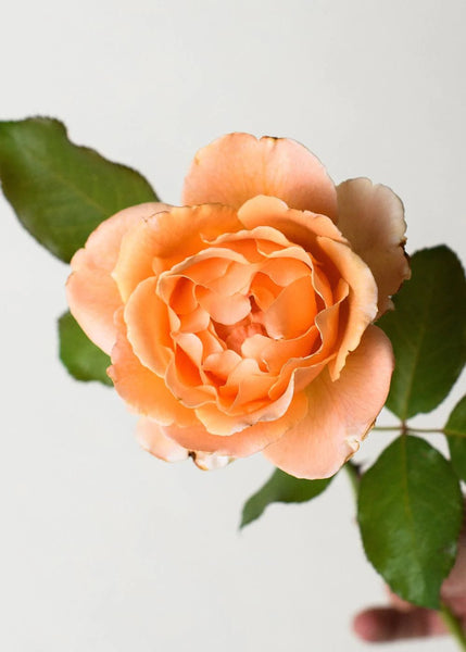 Just Joey Potted Rose - Menagerie Farm & Flower