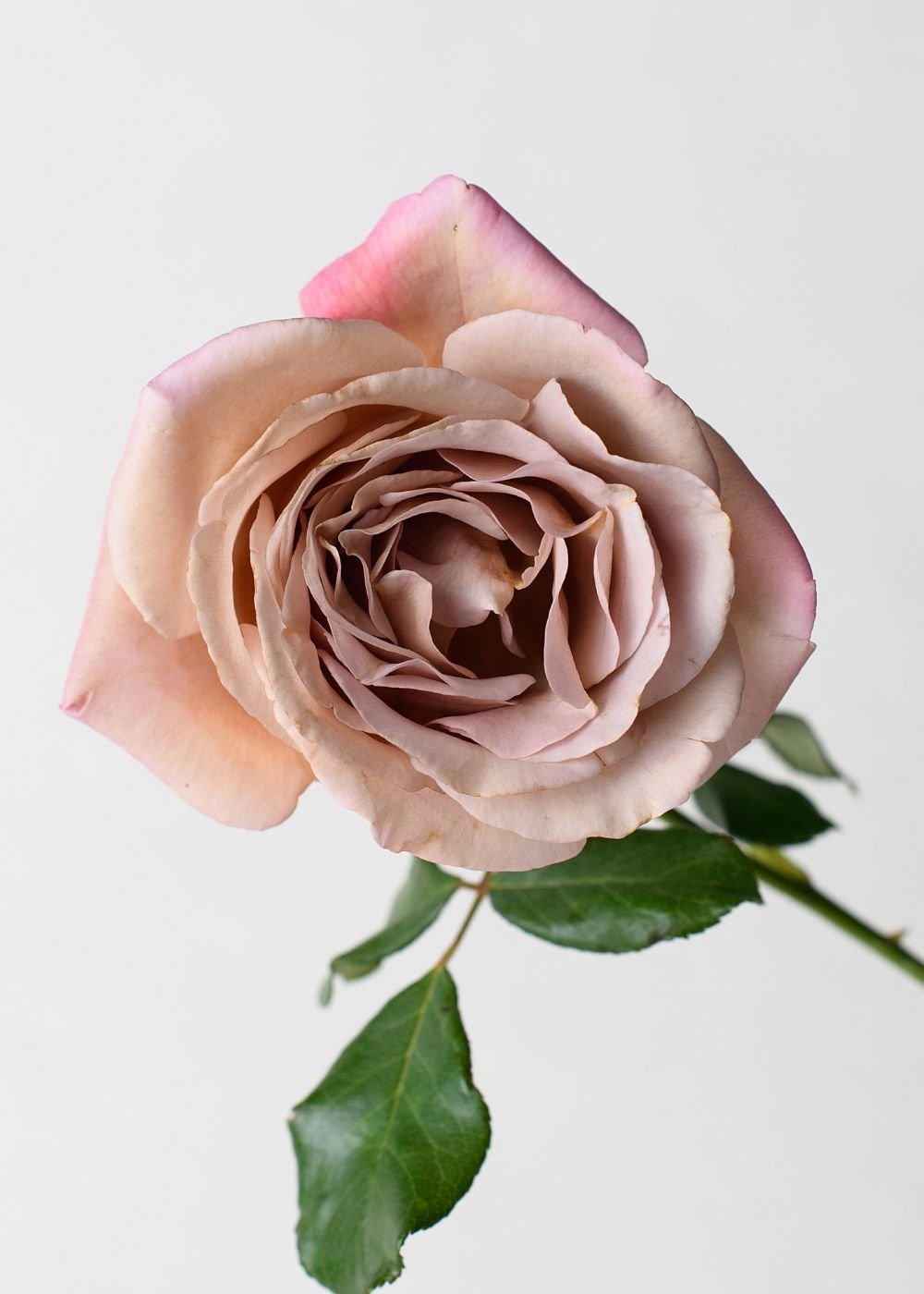 Koko Loco Rose™ Bare Root - Menagerie Farm &amp; Flower