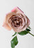 Koko Loco Rose™ Bare Root - Menagerie Farm & Flower