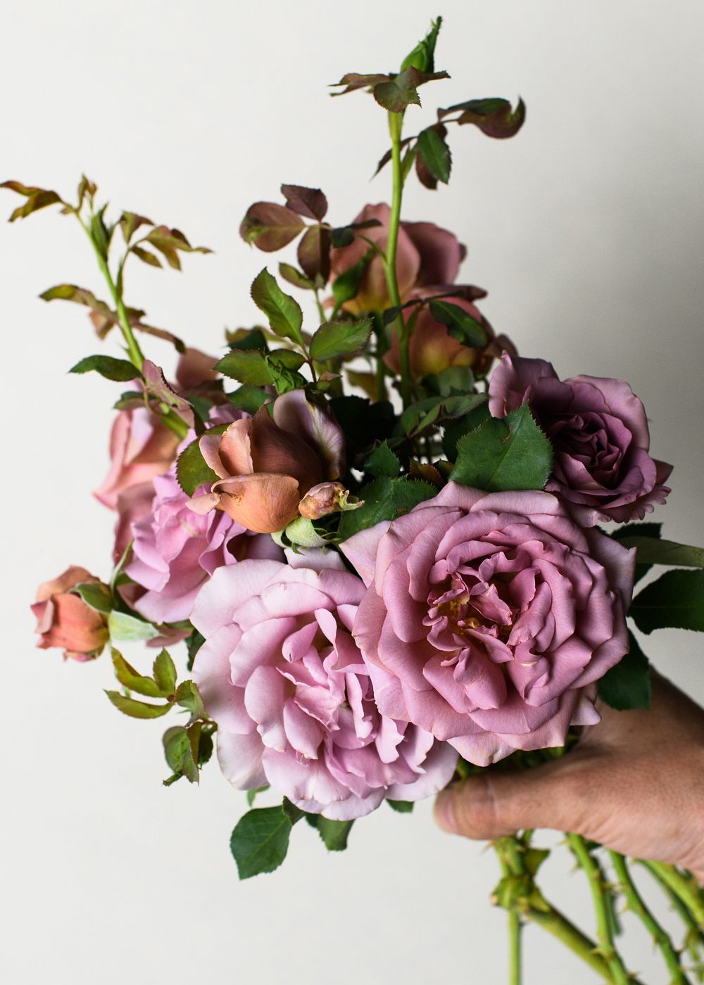 Koko Loco Rose™ Bare Root - Menagerie Farm & Flower