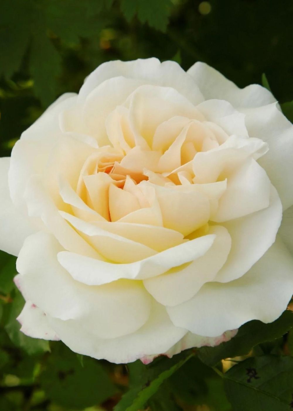 Kosmos® Fairy Tale Rose Bare Root (Archived) - Menagerie Farm &amp; Flower