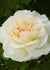 Kosmos® Fairy Tale Rose Bare Root (Archived) - Menagerie Farm & Flower