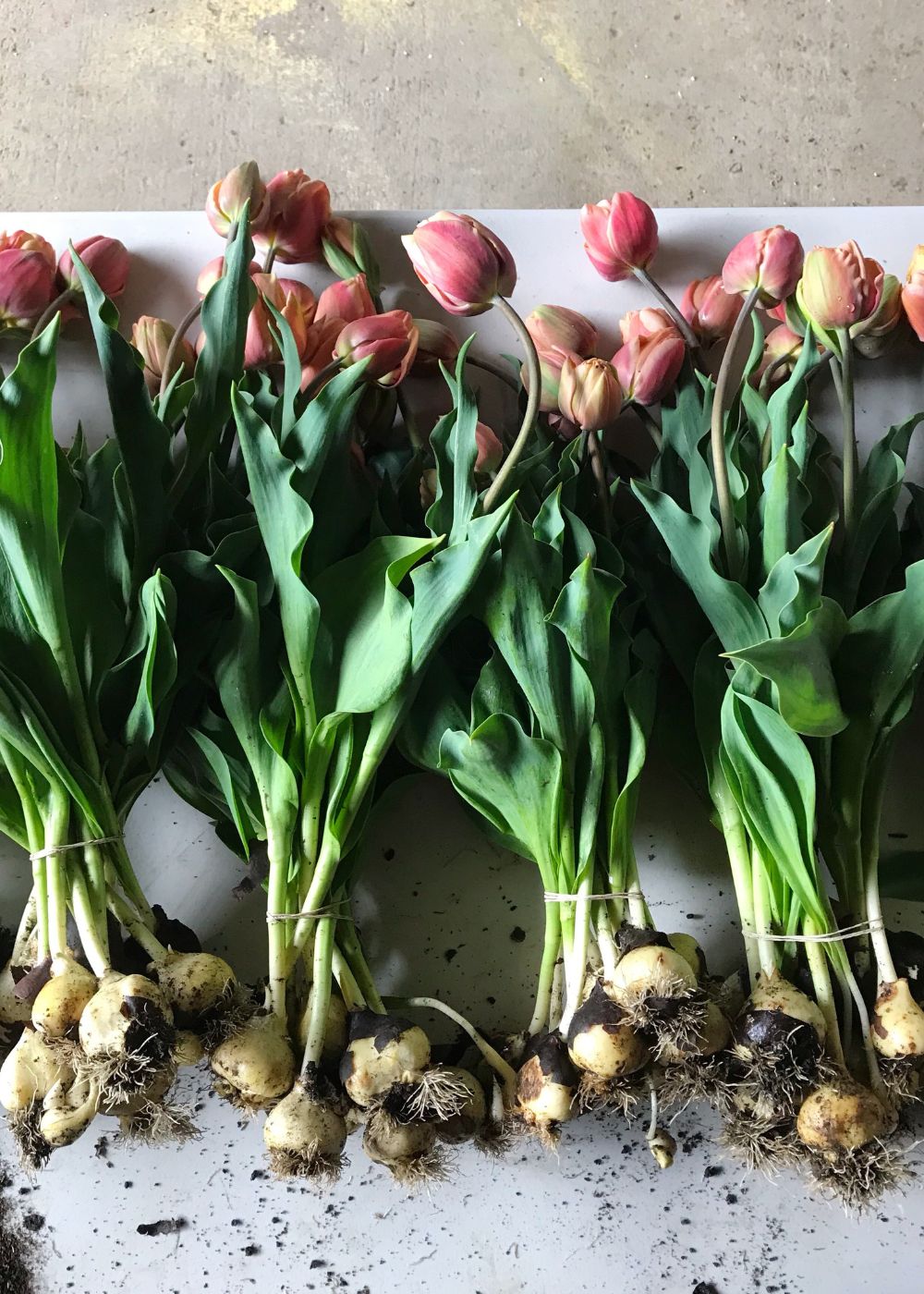 La Belle Epoque Tulip Bulbs - Menagerie Farm &amp; Flower