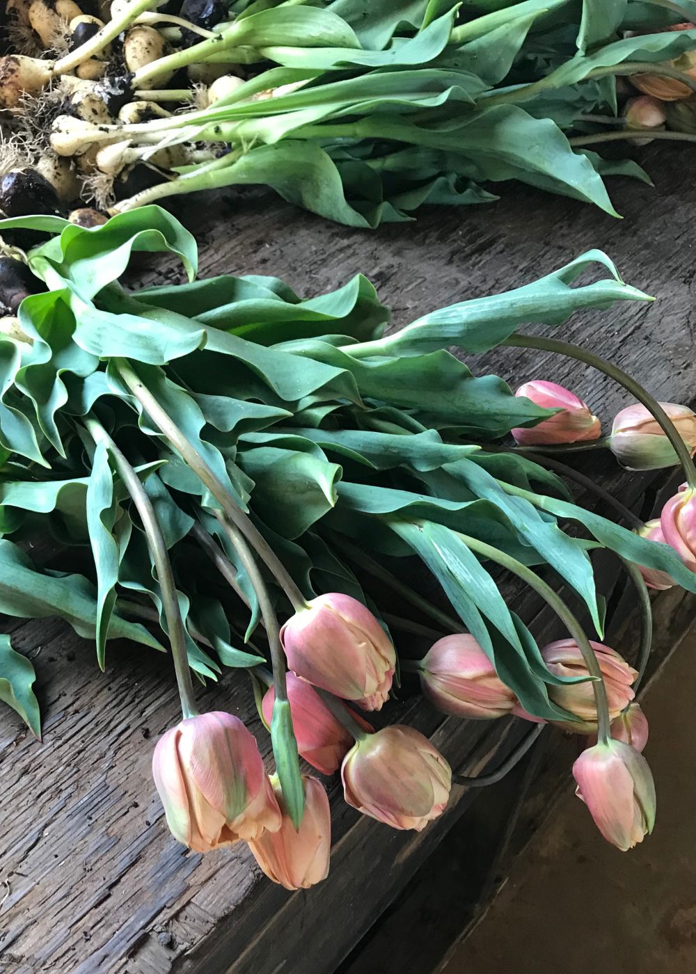 La Belle Epoque Tulip Bulbs - Menagerie Farm &amp; Flower