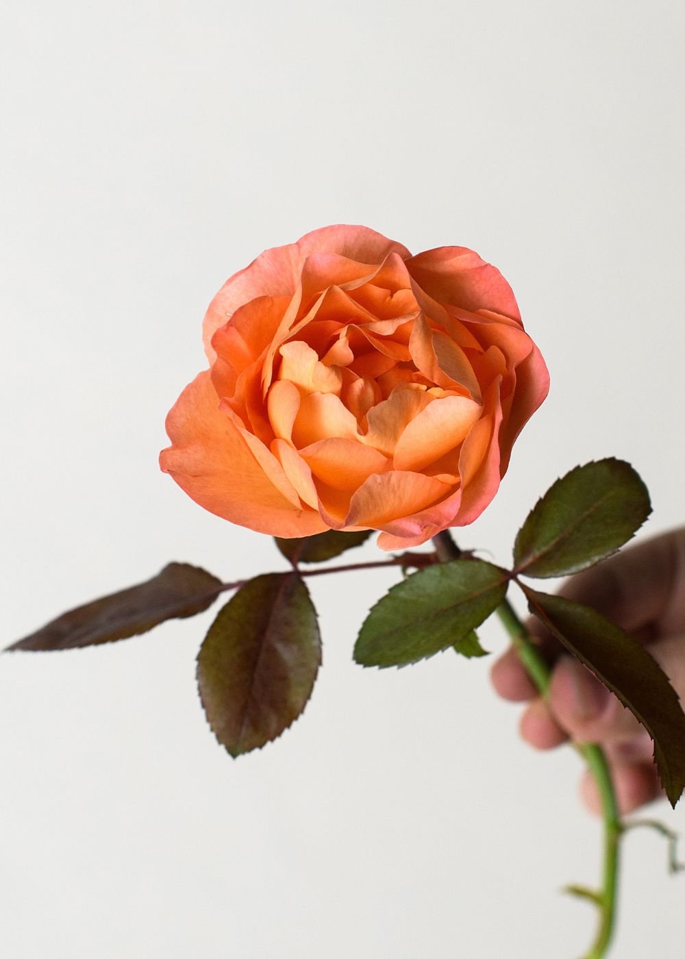 Lady Emma Hamilton Rose Potted (Archived) - Menagerie Farm &amp; Flower