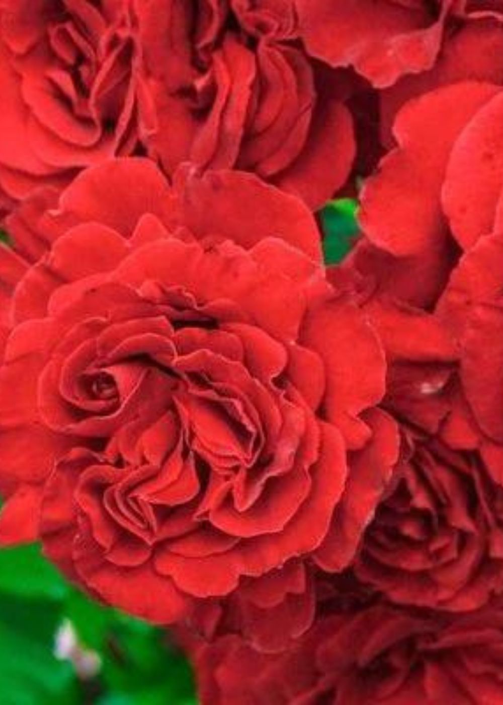 Lady In Red Climbing Rose Bare Root (Archived) - Menagerie Farm & Flower