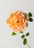 Lady of Shalott Rose Potted - Menagerie Farm & Flower
