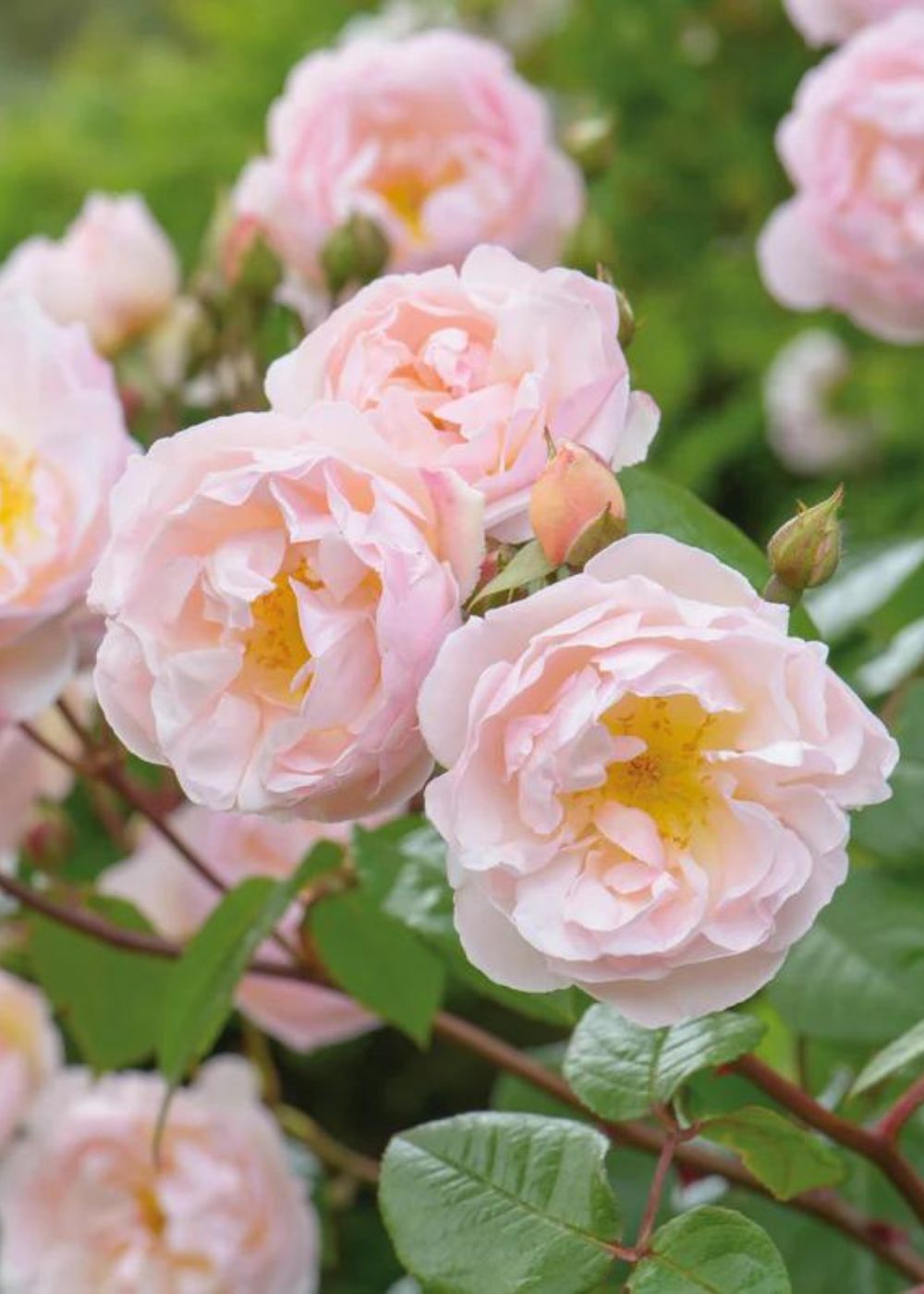 Lady of the Lake Rose Potted (Archived) - Menagerie Farm & Flower