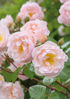 Lady of the Lake David Austin Potted Rose - Menagerie Farm & Flower