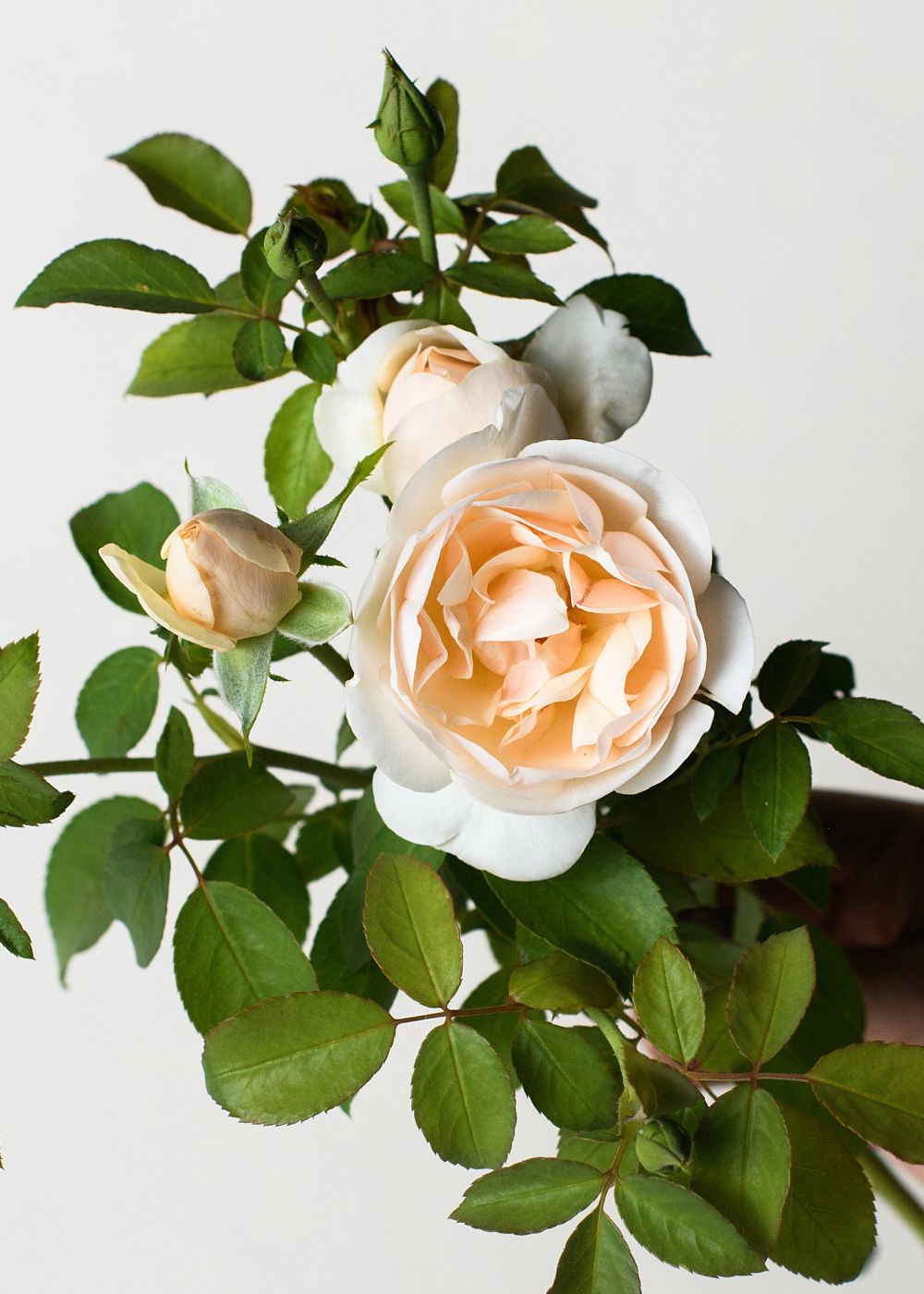 Lichfield Angel Rose Bare Root - Menagerie Farm & Flower