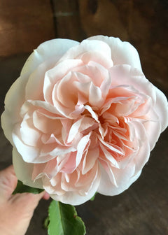 lichfield-angel-rose-bare-root