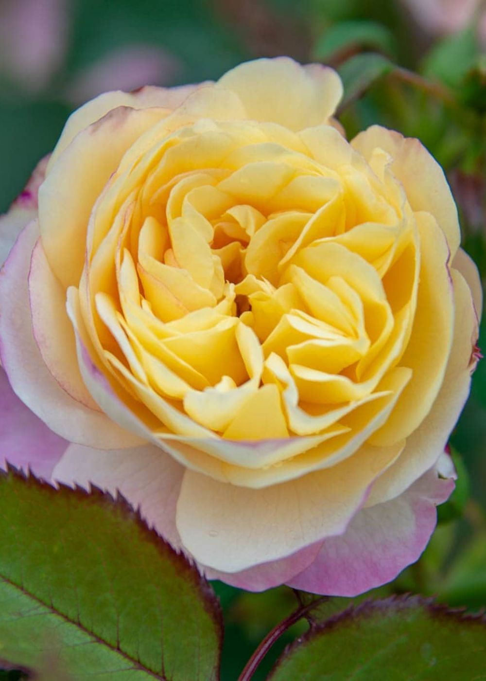 Life Of The Party Rose Bare Root (Archived) - Menagerie Farm & Flower