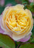 Life Of The Party Rose Bare Root (Archived) - Menagerie Farm & Flower
